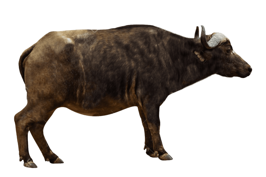 Black Ox Animal Free PNG
