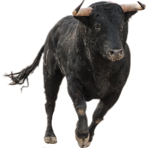 Black Ox Animal Transparent Free PNG
