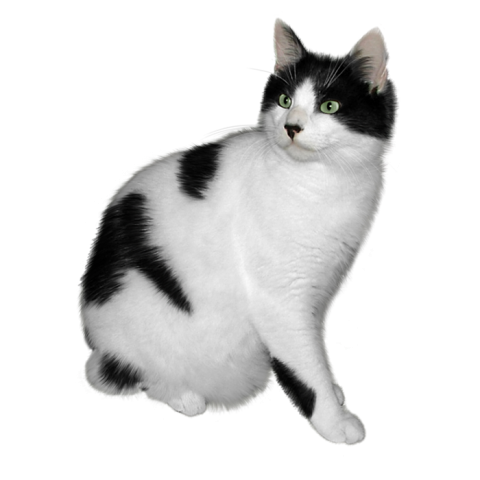 Black White Cat HD PNG Image