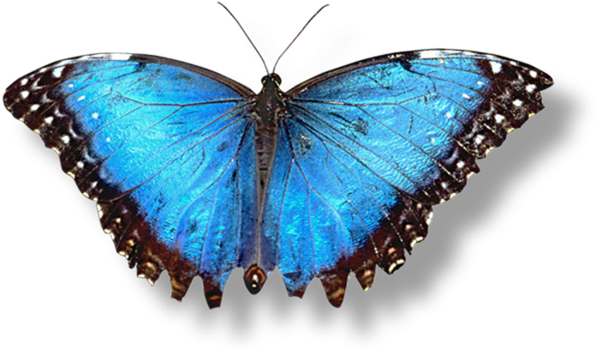Blue Butterfly Transparent PNG Download
