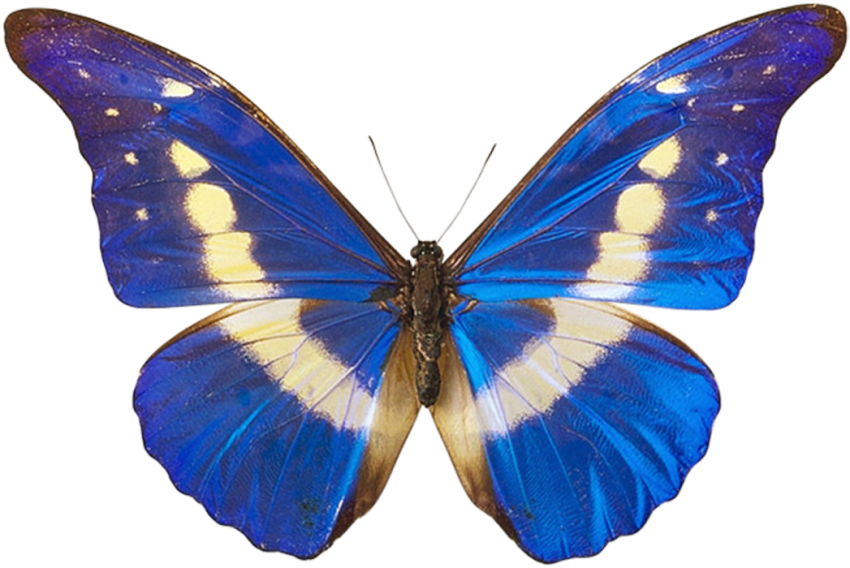 Blue Butterfly Transparent PNG HD
