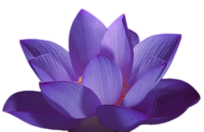 Blue Lotus Flower PNG Download