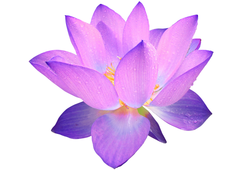 Blue Lotus Flower PNG Download HD
