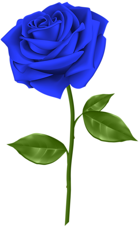 Blue Rose Flower Transparent PNG
