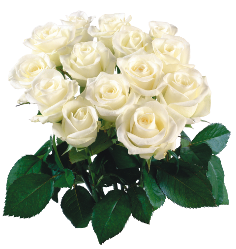 Bouquet White Rose Flowers PNG image
