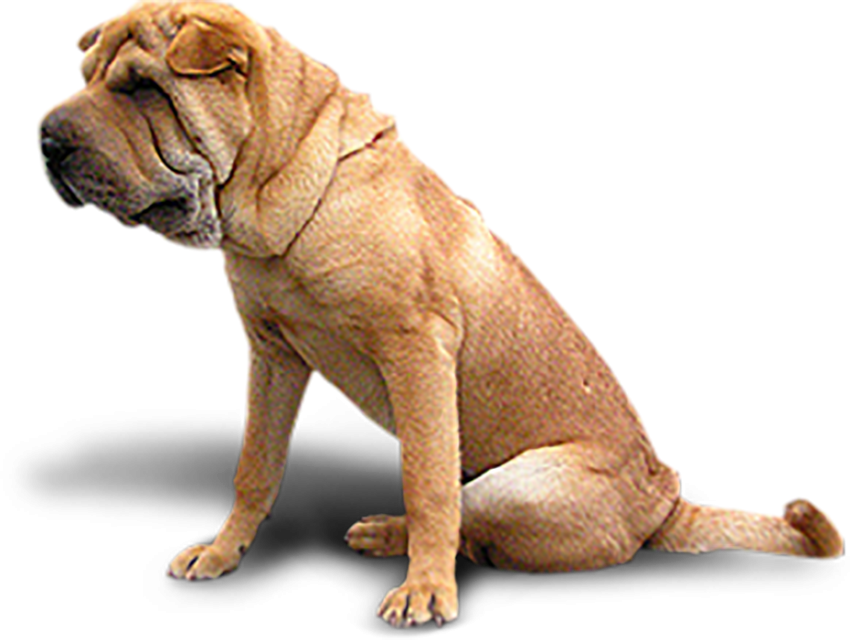 Boxer Dog PNG Images Download Hd