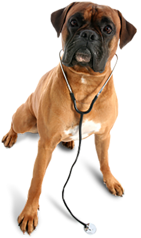 Boxer Dog Transparent HD PNG Images