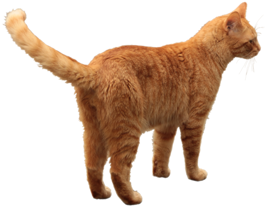 Brown Cat Png Download Hd
