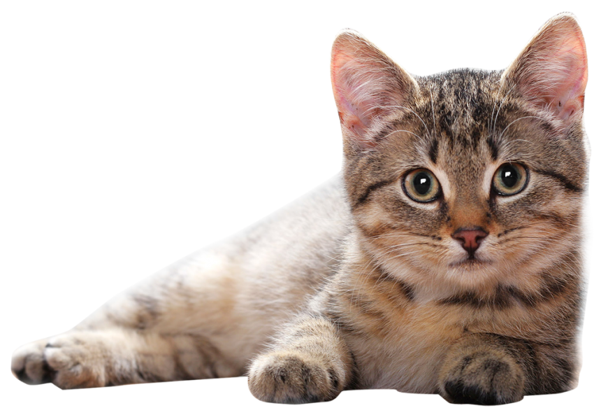 Brown Cat Transparent PNG Images