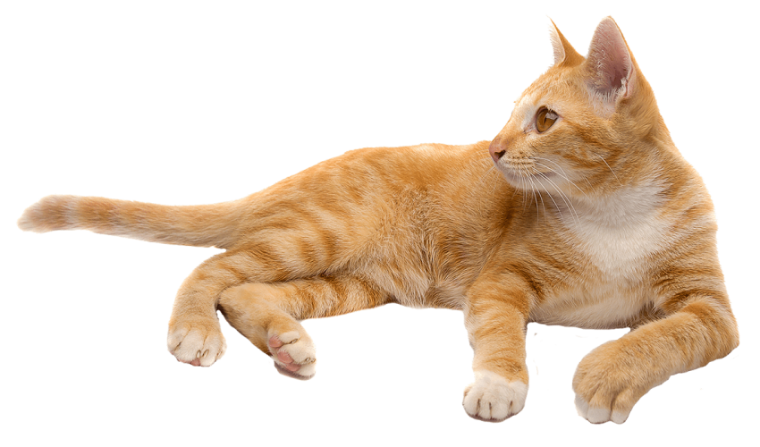 Brown Cat Transparent PNG Images