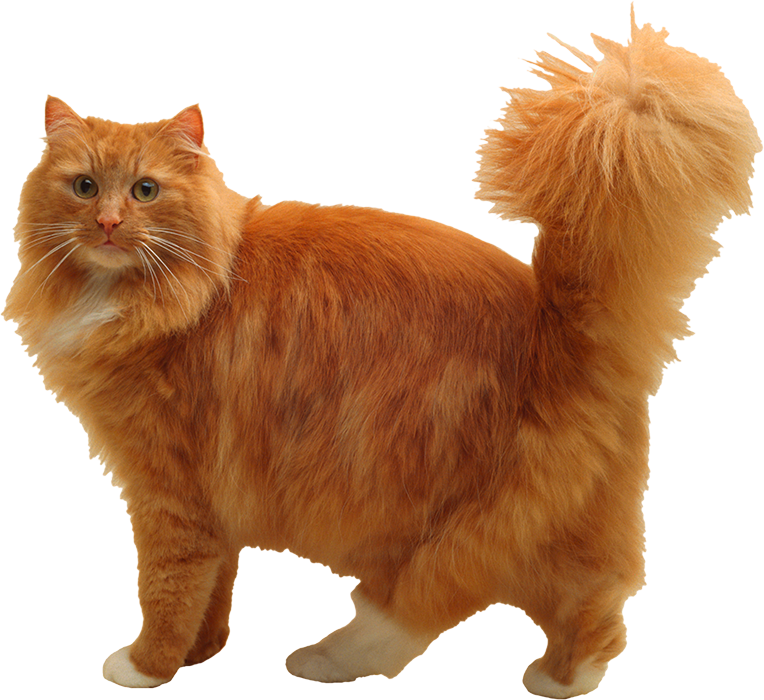 Brown Cat Transparent PNG Images Hd