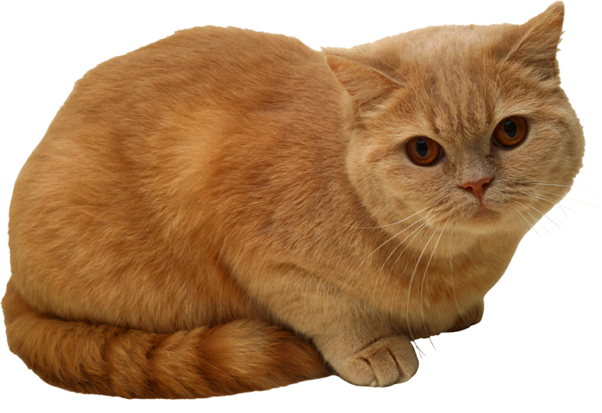 Brown Cat Transparent PNG Images Hd