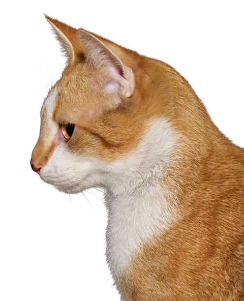 Brown Cat Transparent PNG Images New
