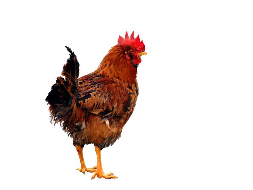 Brown Chicken Standing PNGihd