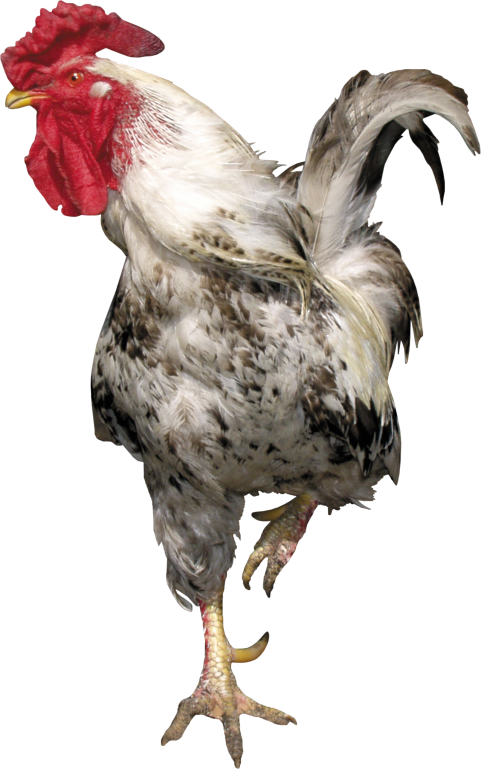 Brown Cock PNG full hd download
