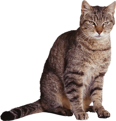 Brown Color Cat Transparent PNG HD