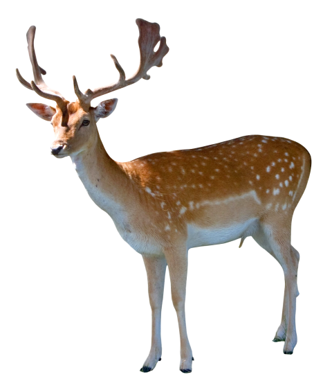 Brown Deer PNG Free download HD