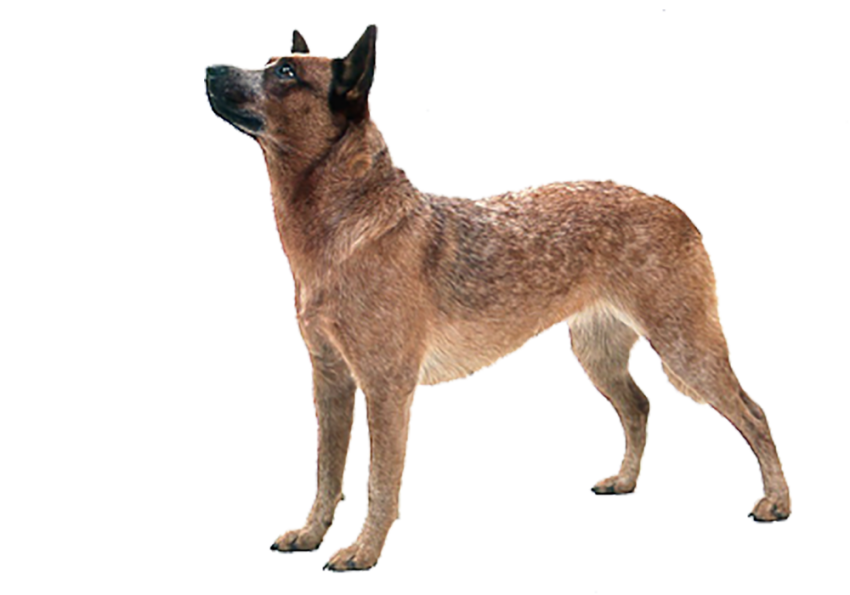 Brown Dog Stand Full Body HD PNG Images