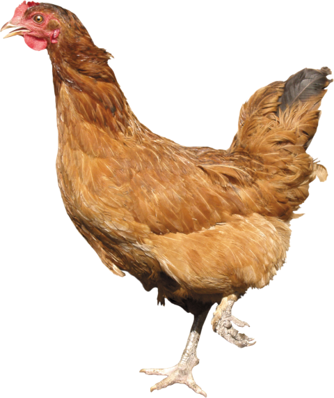 Brown Hen Download Free PNG
