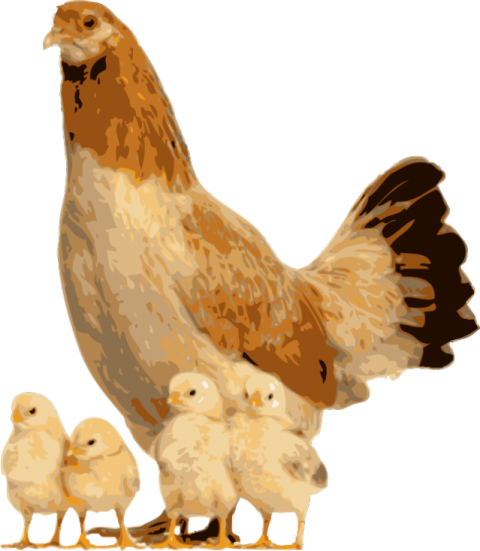 Brown Hen Transparent Background