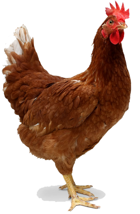 Brown Hen Transparent File