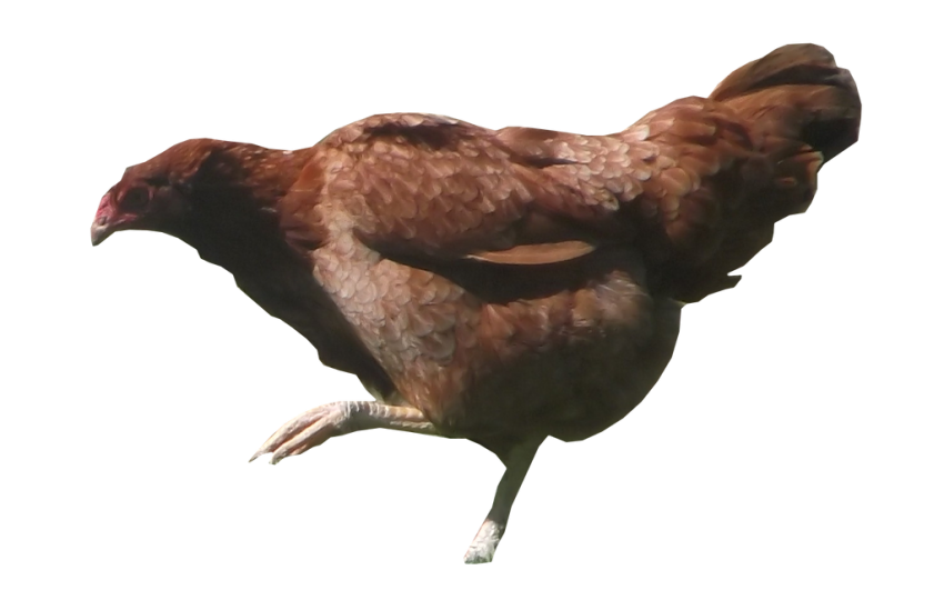 Brown Hen Transparent Free PNG