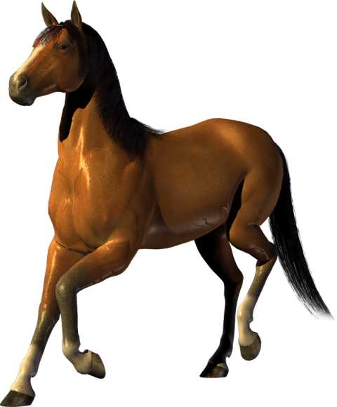 Brown Horse Transparent PNG Images