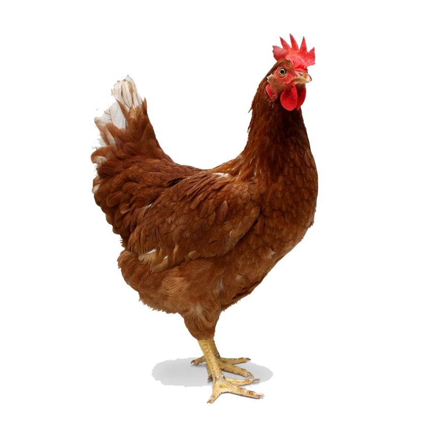 Brown Poultry Chicken PNG full hd