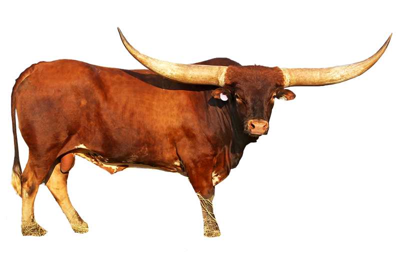 Buffalo Transparent File