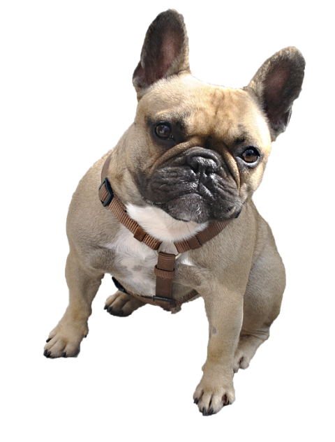 Bulldog PNG Background Free download HD