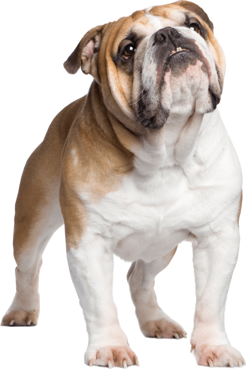Bulldog PNG Clipart Background