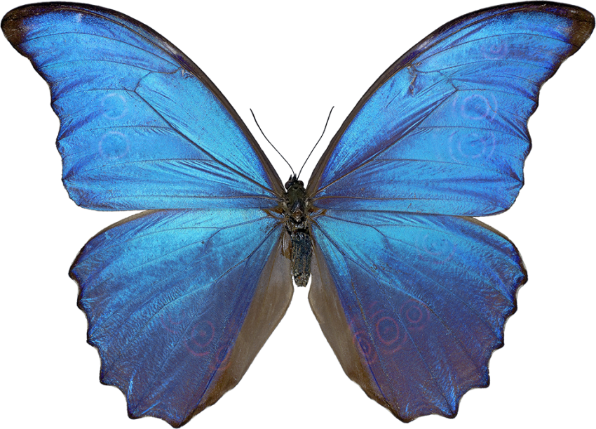 Butterfly Blue HD PNG Images Free