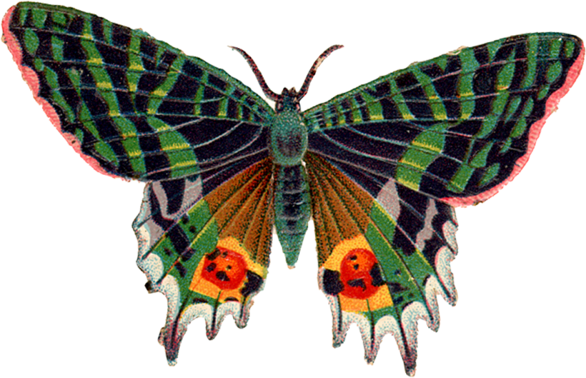 Butterfly Blue Transparent PNG Images Download