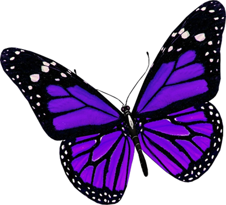 Butterfly Clipart PNG Images Download For Editing