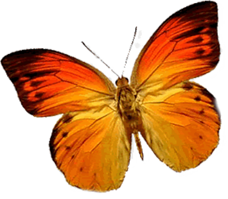 Butterfly Golden PNG Images Full HD