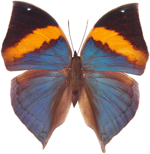 Butterfly High Quality PNG Images Download