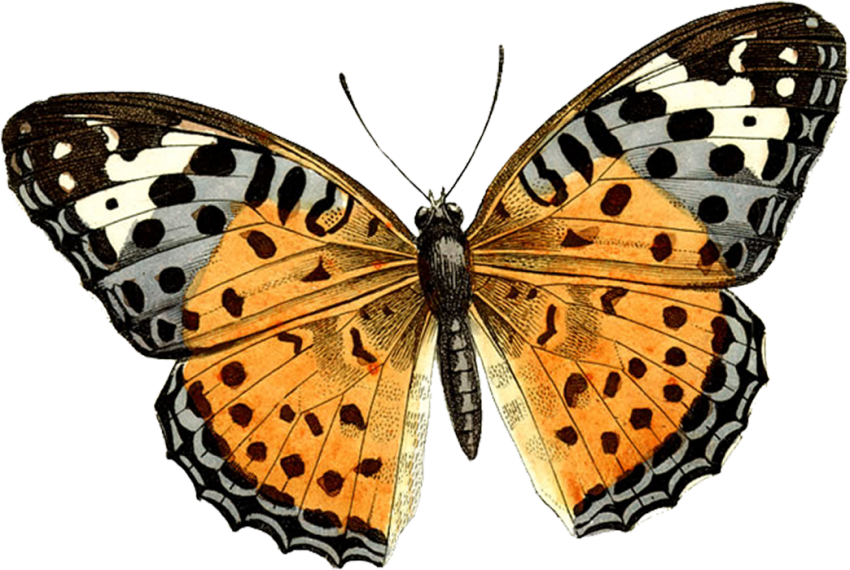 Butterfly PNG Download Full HD