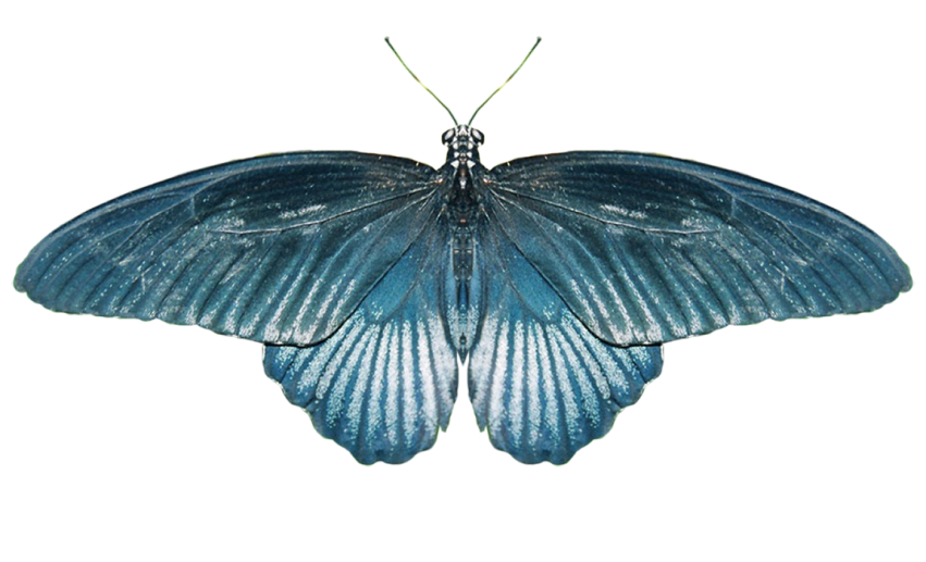 Butterfly PNG Images Download Full HD