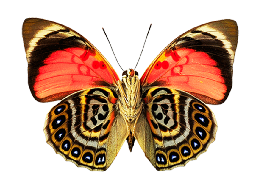 Butterfly PNG Images Download Full HD