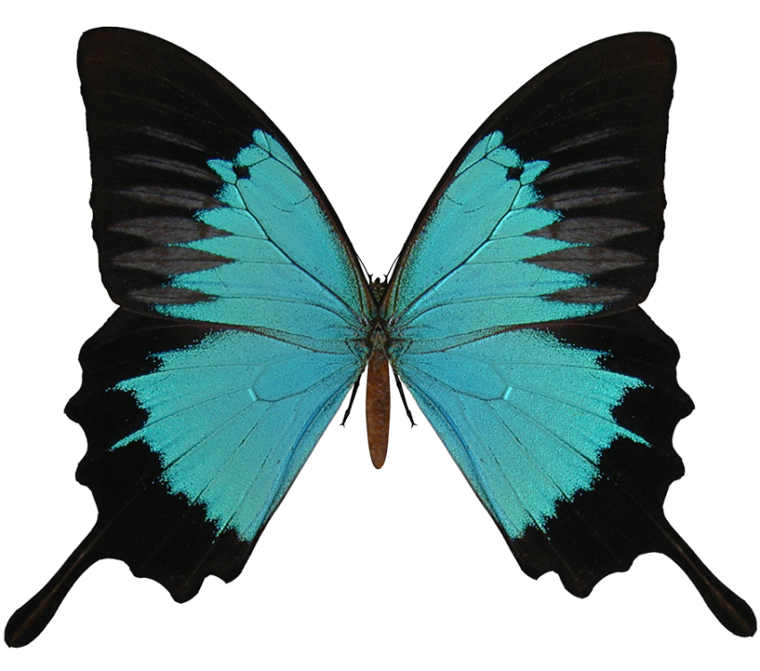 Butterfly PNG Images For Picsart Photo Editing