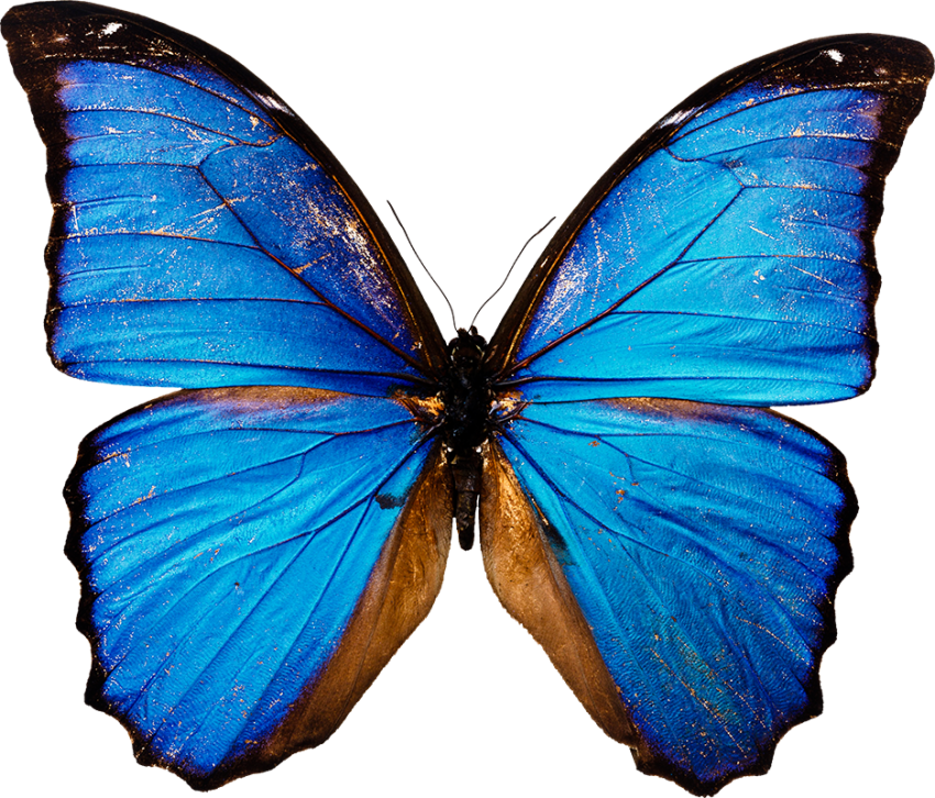 Butterfly Sky Blue PNG Images Download