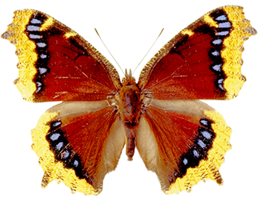 Butterfly Transparent HD PNG Free