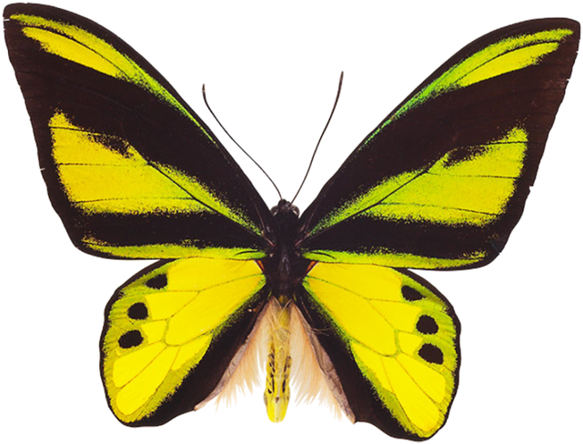 Butterfly Transparent PNG Images Download