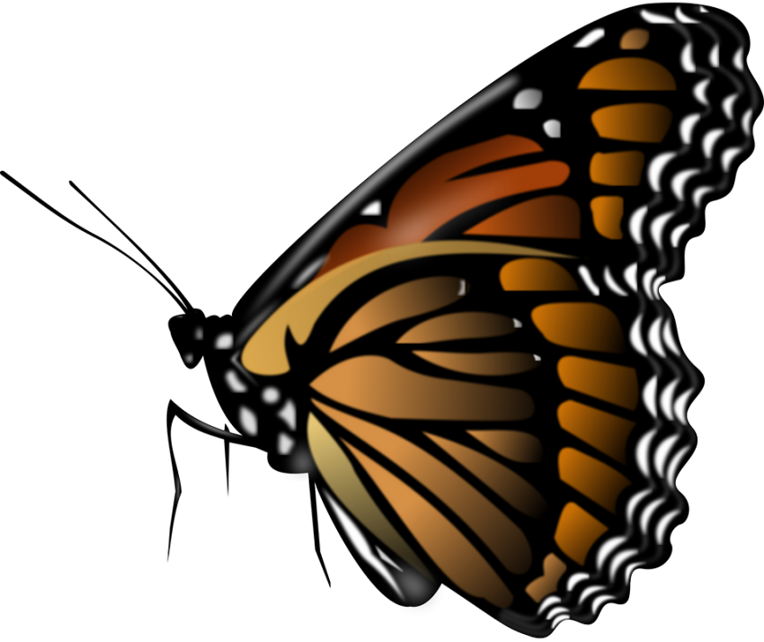 Butterfly Vector PNG Images Download