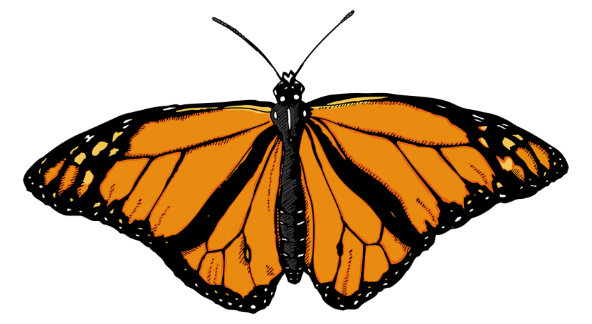 Butterfly Yellow Color PNG Images