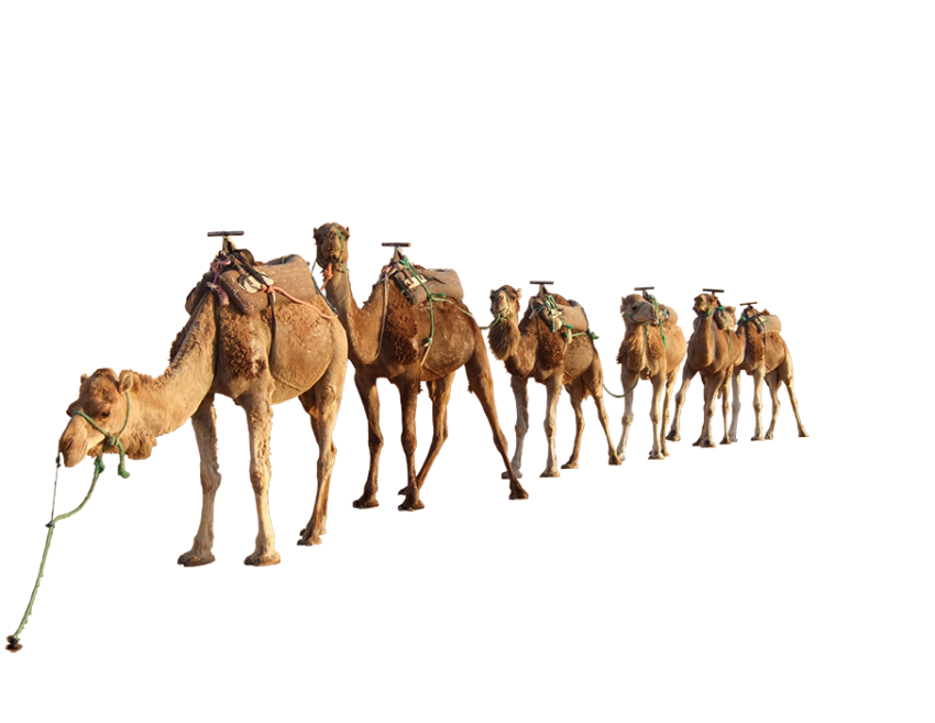 Camel Groups PNG Images Download