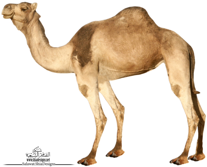 Camel PNG Download Full HD