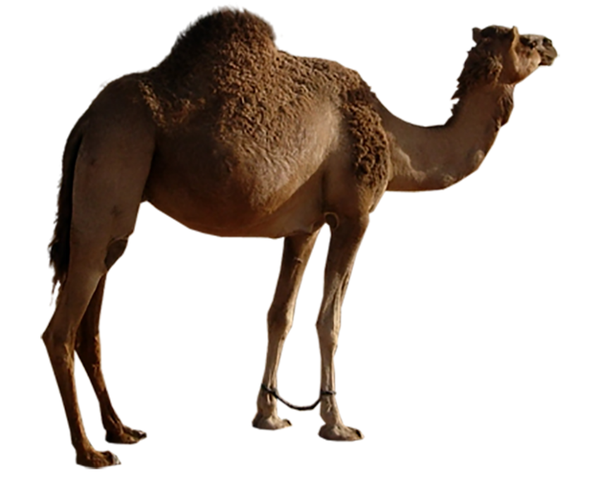 Camel Standing PNG Images Download