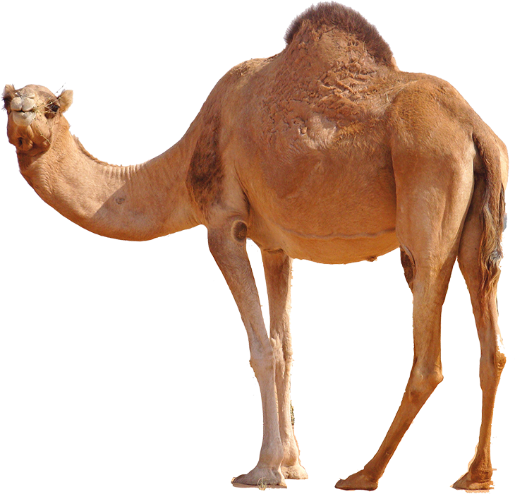 Camel Transparent HD PNG Image