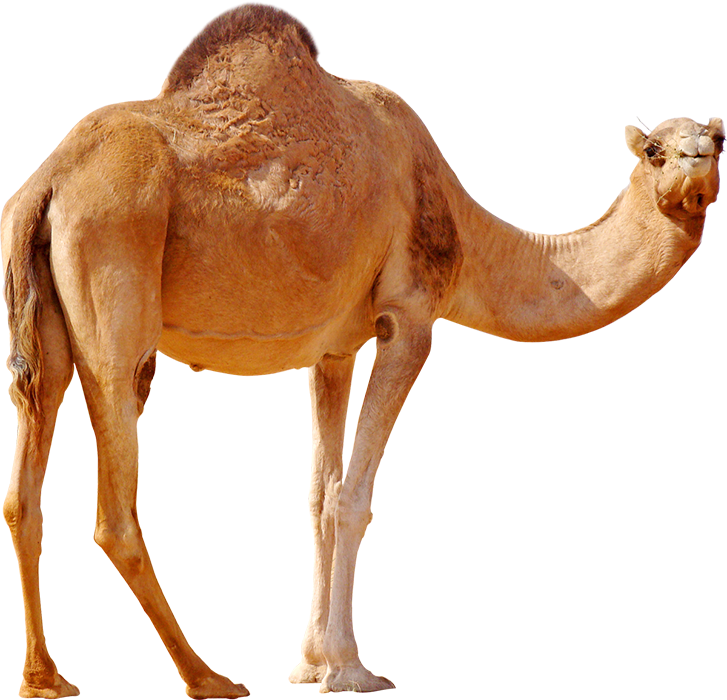 Camel Transparent HD PNG Images